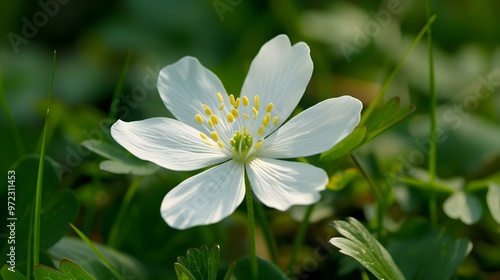 Delicate White Flower in a Lush Green Garden