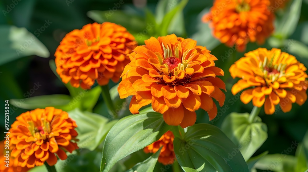 Vibrant Orange Zinnia Flowers in a Summer Garden Vibrant Orange Zinnia Flowers in a Summer Garden