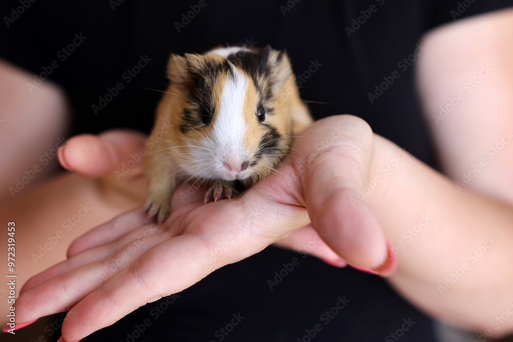 People take care of the guinea pig and play with it. People take care of the guinea pig and play with it.