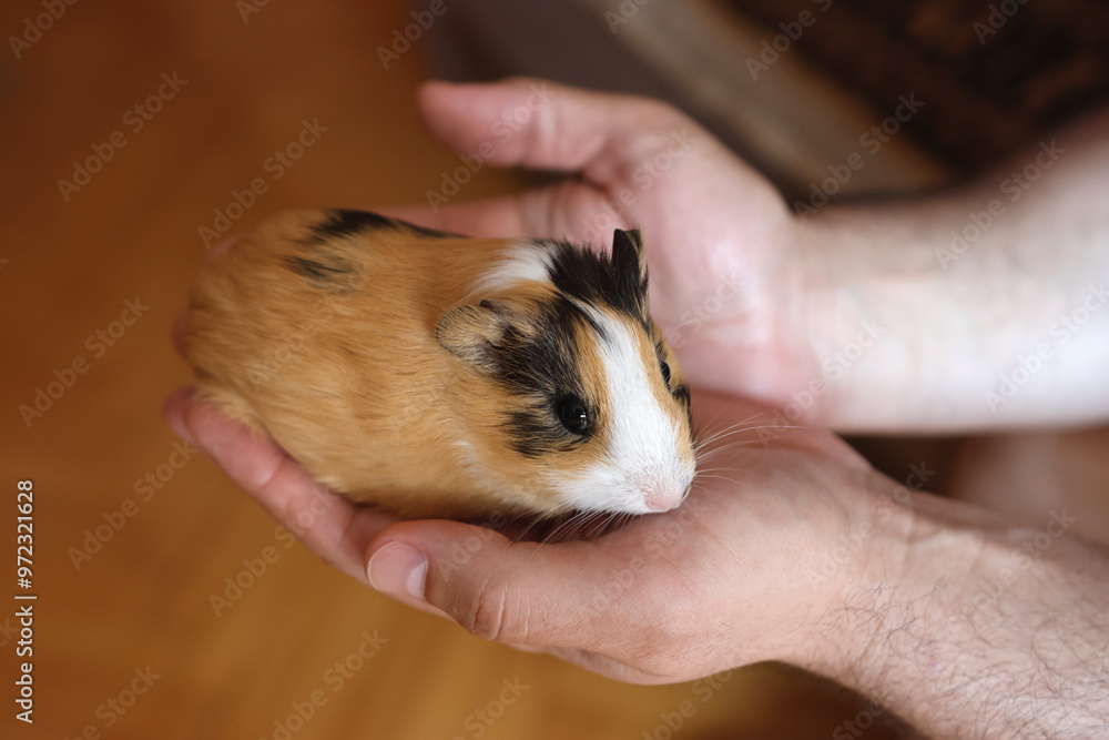 People take care of the guinea pig and play with it. People take care of the guinea pig and play with it.