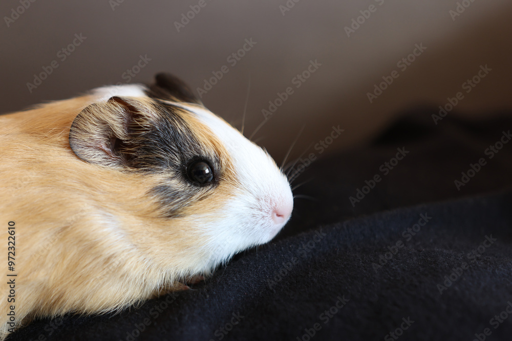 People take care of the guinea pig and play with it. People take care of the guinea pig and play with it.