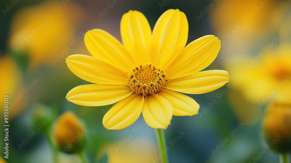 Close up yellow cosmos flower in garden Close up yellow cosmos flower in garden