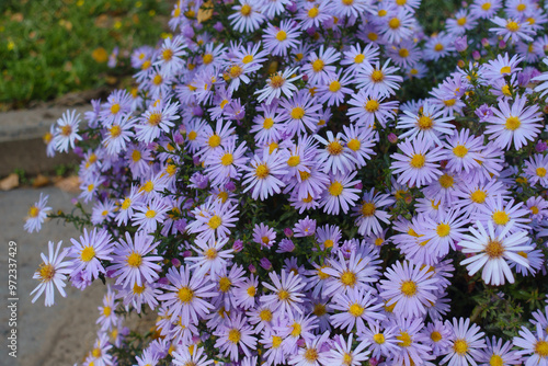 Copious amount of violet flowers of Michaelmas daisies in mid October