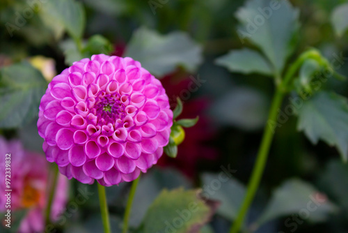 Vibrant pink dahlia flower on green leaves bokeh background. Autumn blossom fall garden. Pompon dahlia ball bloom purple bright pink color. Closeup petals macro photo. Autumn nature beauty fall mood.