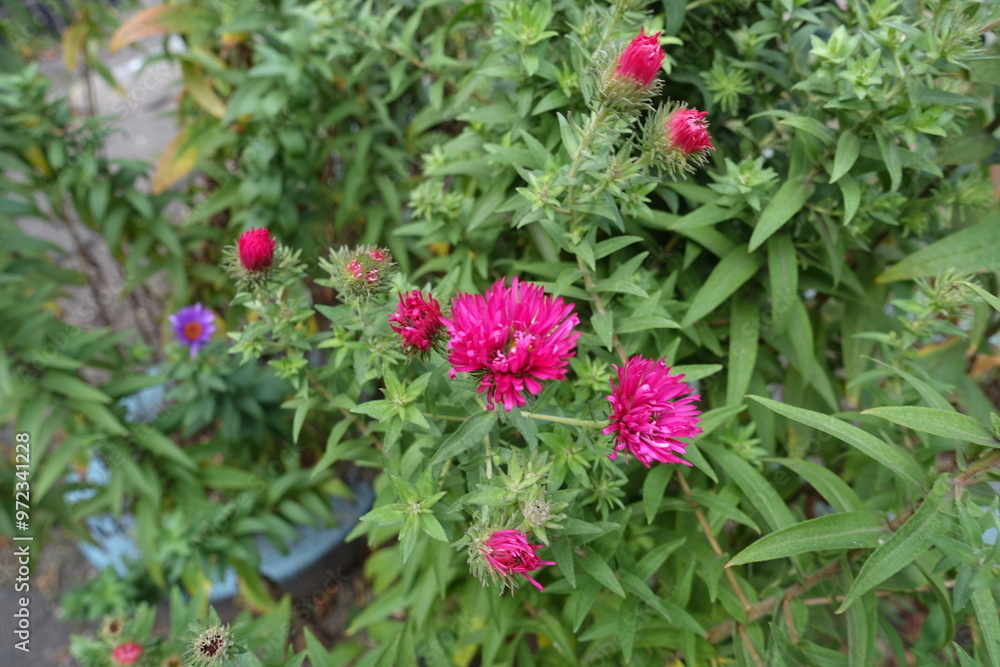 Fototapeta premium Opening buds of magenta colored Michaelmas daisies in October