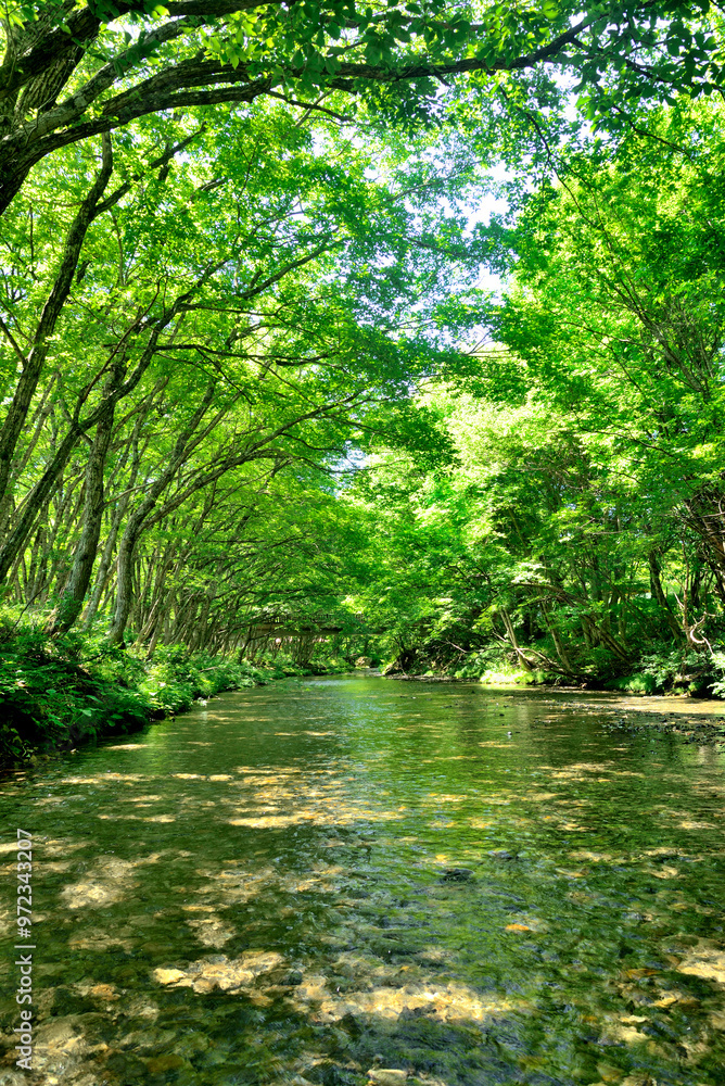 Obraz premium 清流に緑のトンネル