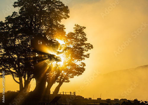 Autumnal morning fog with sunlight and a zelkova tree at Dumulmeoli near Yangpyeong-gun South Korea photo