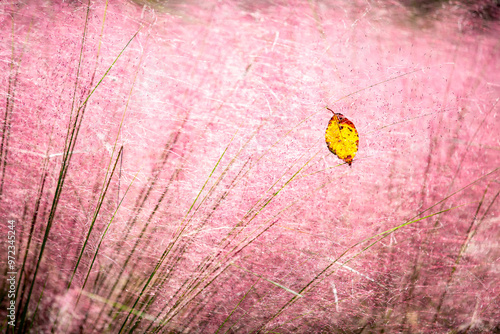 A fallen yellow leaf on red pink muhly with morning dew in autumn besides Cheongpyeong Lake at Jarasum Island near Gapyeong-gun, South Korea photo