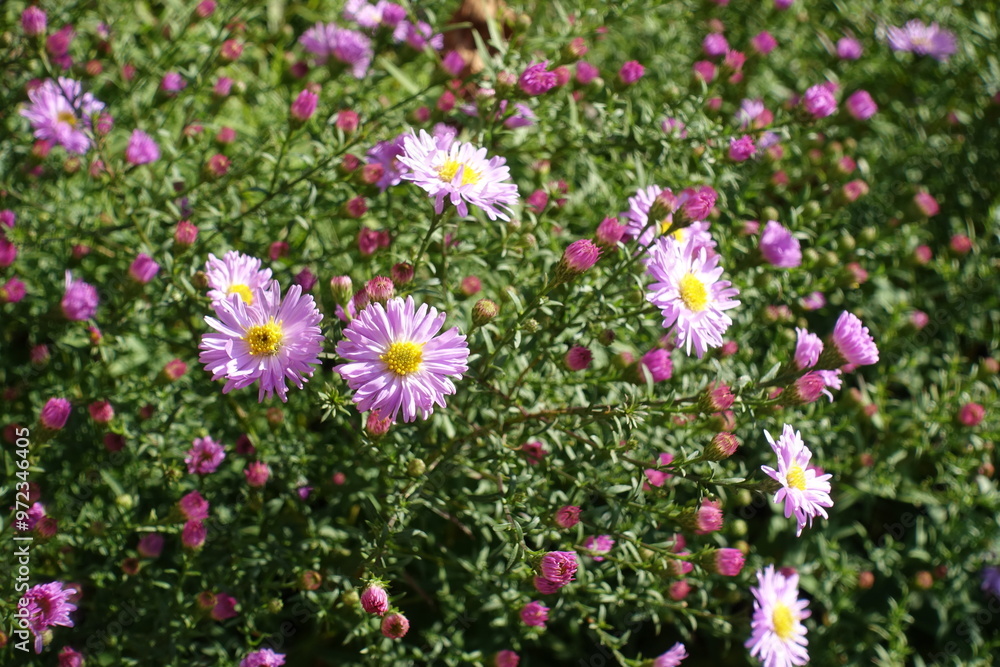 Couple of pink flowers of Michaelmas daisies in October Couple of pink flowers of Michaelmas daisies in October