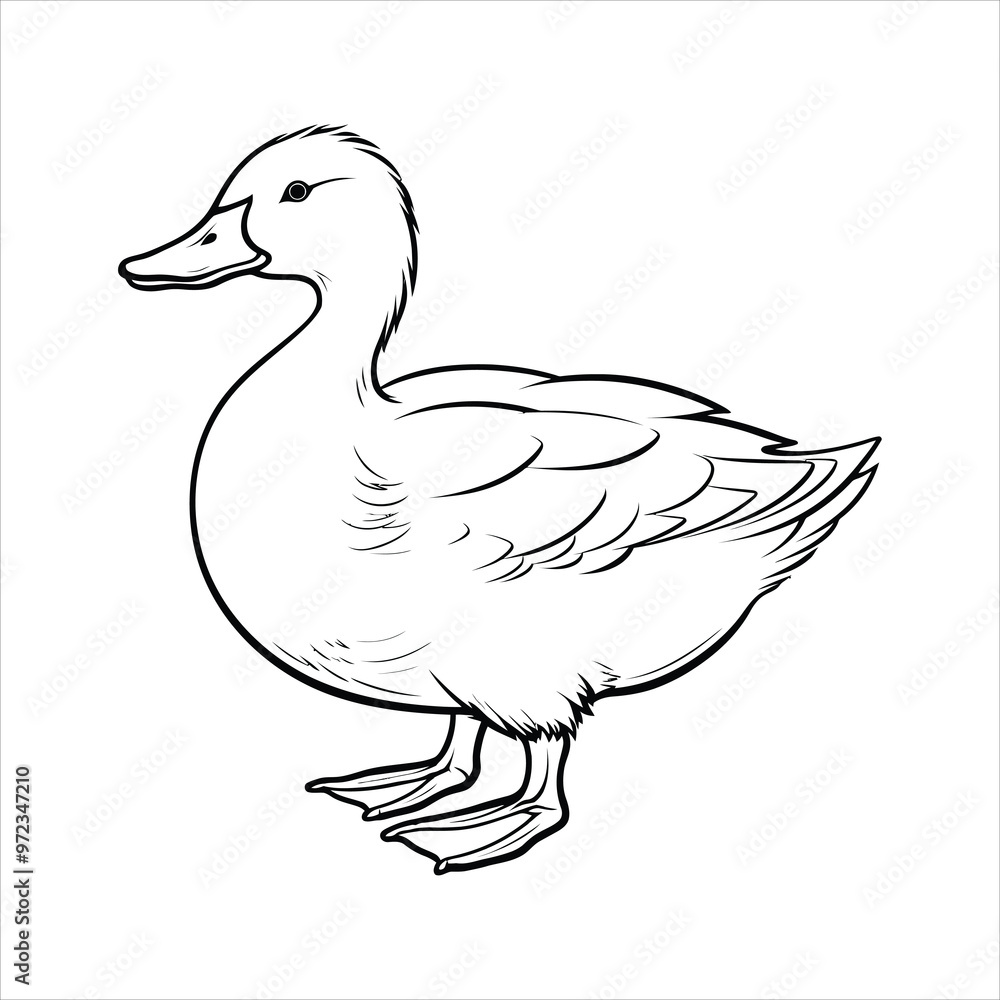 Coloring book of duck Coloring book of duck