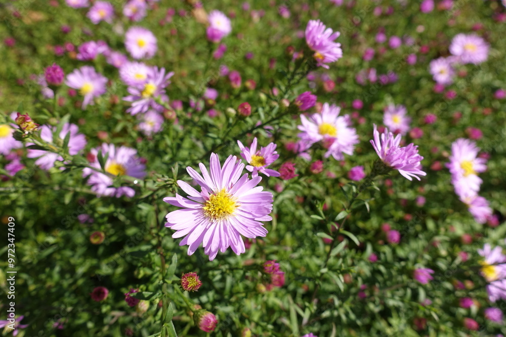 Macro of pink flowers of Michaelmas daisies in October Macro of pink flowers of Michaelmas daisies in October