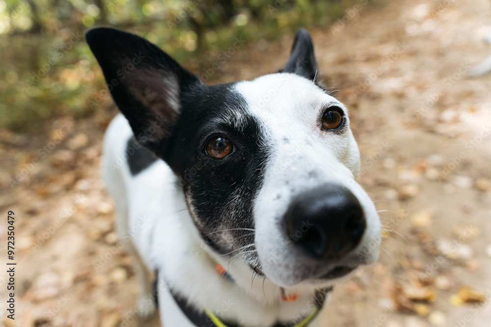 Close up of curious black and white dog with the nature background slightly blurred, conveys a playful and friendly mood Close up of curious black and white dog with the nature background slightly blurred, conveys a playful and friendly mood