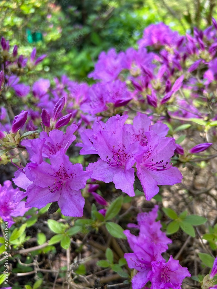 Blooming rhododendron flower in spring gardeni Blooming rhododendron flower in spring gardeni