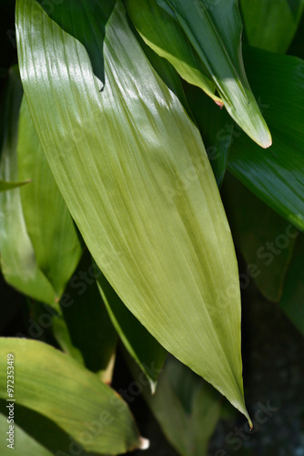 Cast-iron plant leaves photo