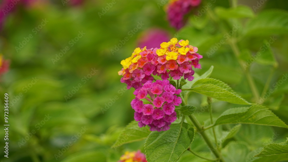 Close-up of Lantana Camara flowers blooming Close-up of Lantana Camara flowers blooming