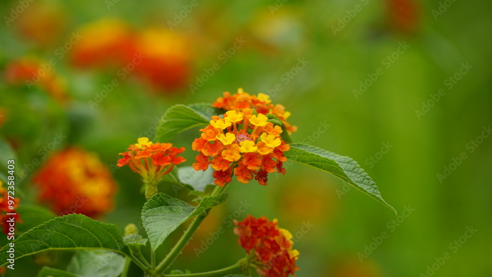 Close-up of Lantana Camara flowers blooming Close-up of Lantana Camara flowers blooming