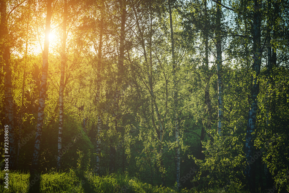Obraz premium Grove of birches with young green leaves at sunset or sunrise in spring or summer. Vintage film aesthetic.