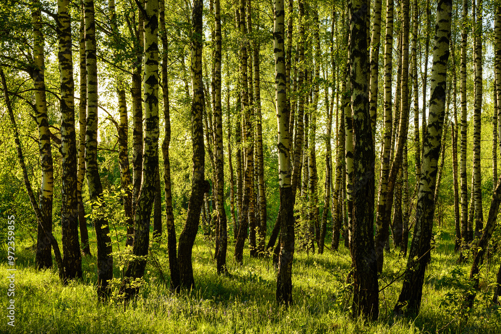 Grove of birches with young green leaves at sunset or sunrise in spring or summer. Grove of birches with young green leaves at sunset or sunrise in spring or summer.