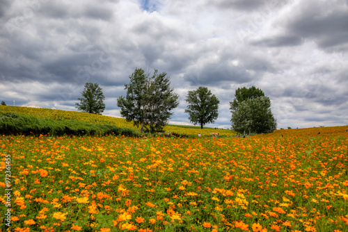 Anseong-si, Gyeonggi-do, South Korea - July 11, 2020: Tourists among yellow cosmos field in autumn against sunflowers at Anseong Ranch photo