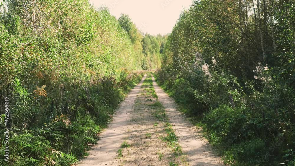 forest road background in summer 4k forest road background in summer 4k