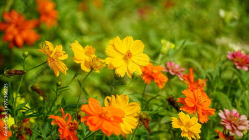 Close-up of Cosmos bipinnatus flower blooming in the garden