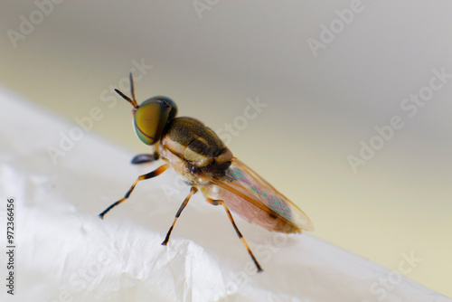 Foto Macro photography of big-eyed beetle and wing details