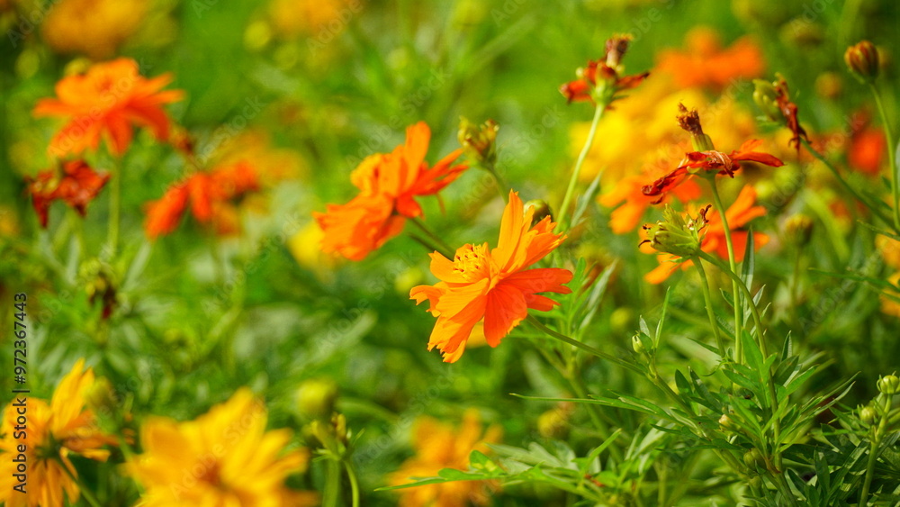 Close-up of Cosmos bipinnatus flower blooming in the garden Close-up of Cosmos bipinnatus flower blooming in the garden