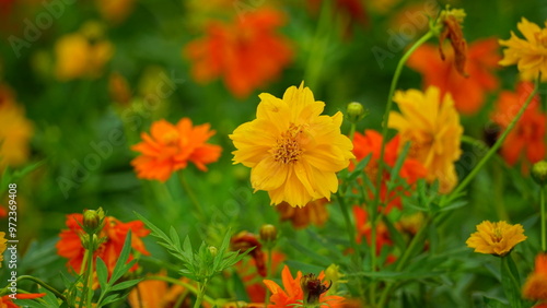 Close-up of Cosmos bipinnatus flower blooming in the garden