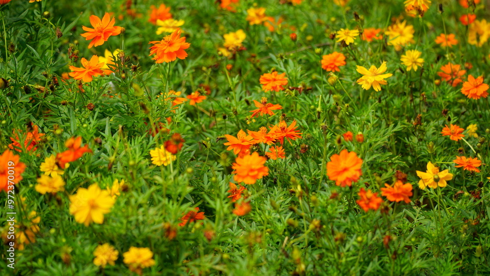 Close-up of Cosmos bipinnatus flower blooming in the garden Close-up of Cosmos bipinnatus flower blooming in the garden