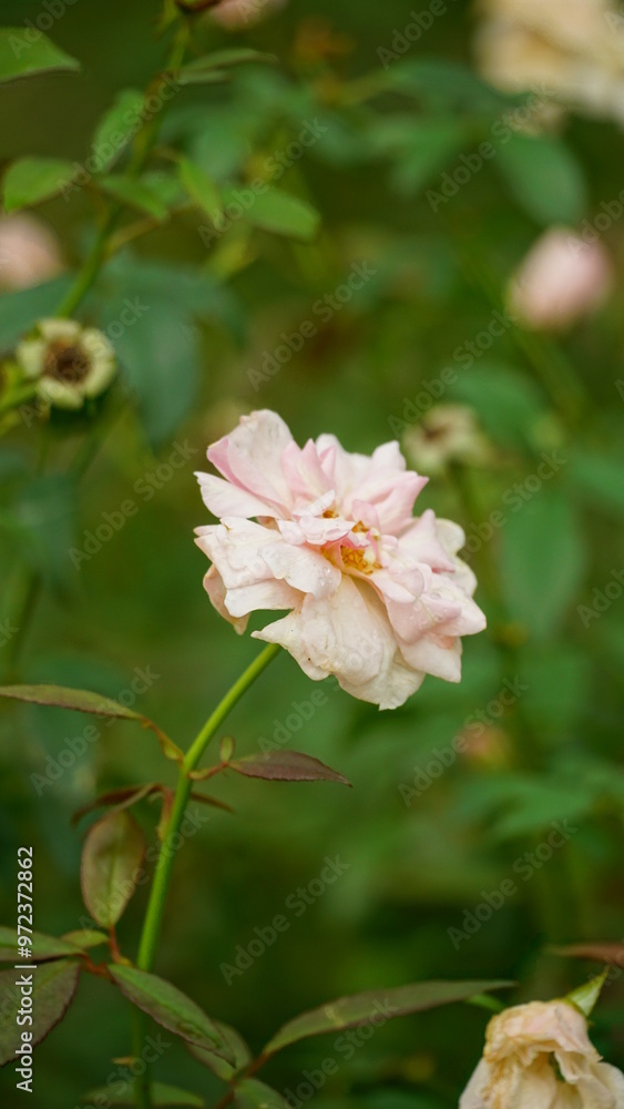 Close-up of roses blooming in the garden Close-up of roses blooming in the garden