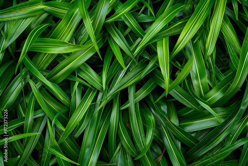 Close-up of fresh lush green grass blades showcasing a vibrant and natural texture..