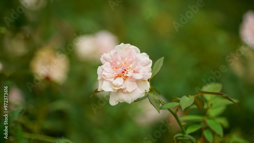 Close-up of roses blooming in the garden