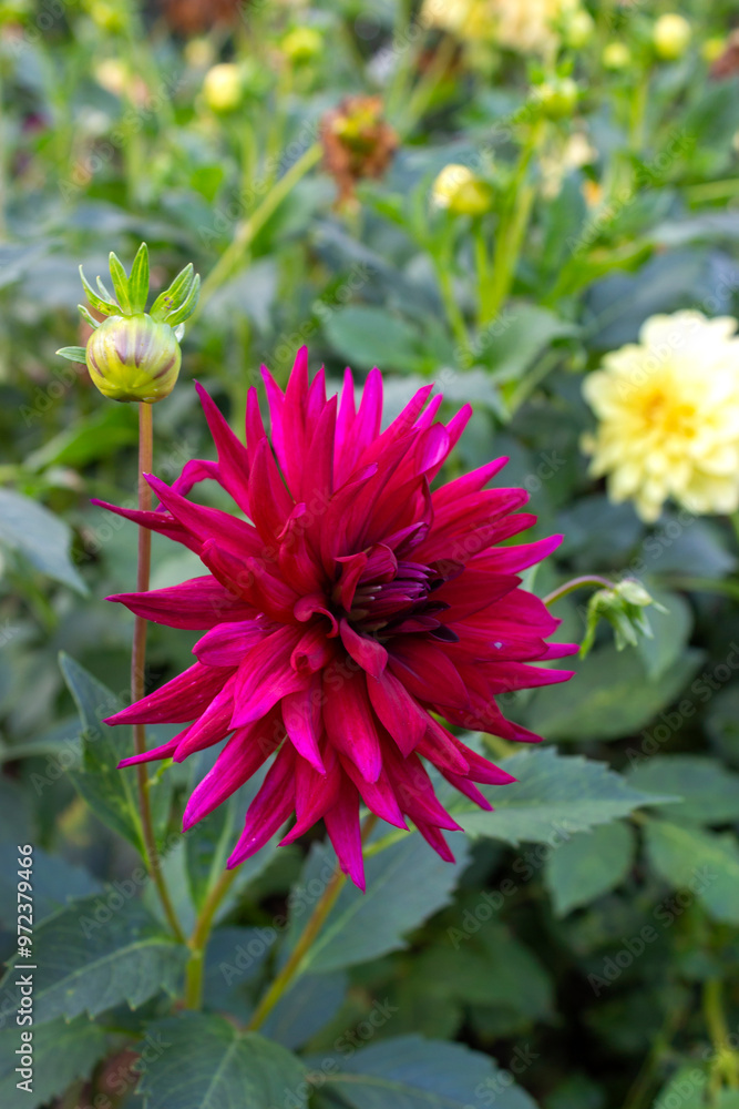 Obraz premium Red purple dahlia flower vivid garden bloom closeup. Vibrant autumn flower fresh dahlia chrysanthemum blossom. Beautiful botanical macro photo vertical wallpaper. Green leaves background.