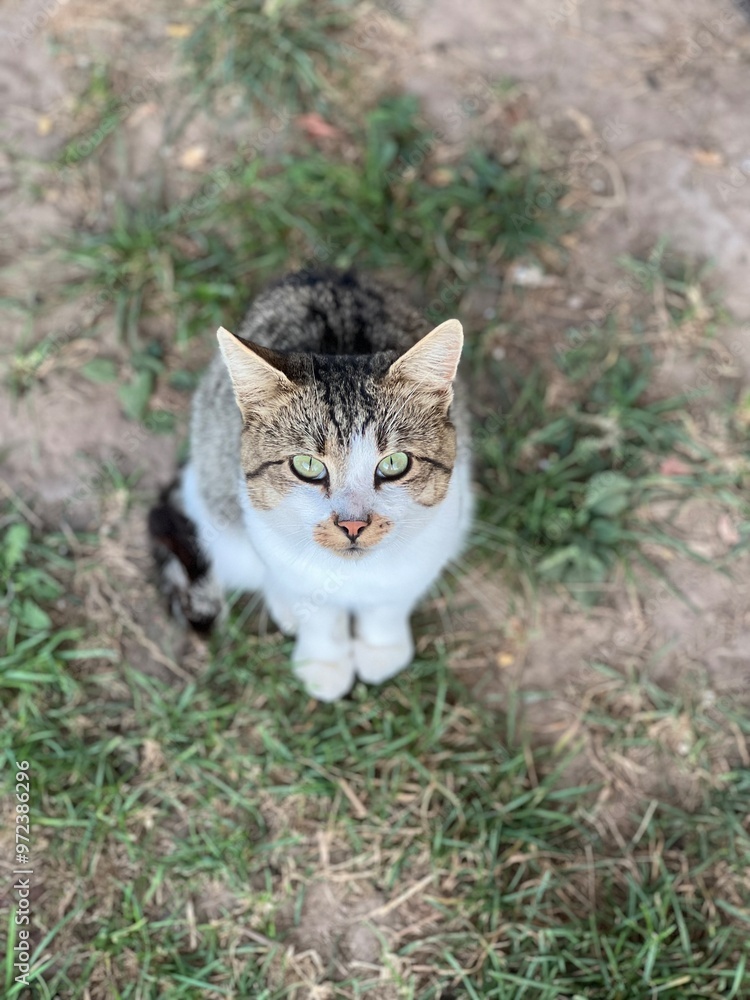 wild village hungry striped cat with green eyes on grass background asks for food authentic lifestyle wild village hungry striped cat with green eyes on grass background asks for food authentic lifestyle