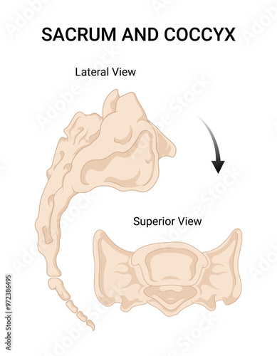Sacrum and Coccyx an Overview of Medical Science