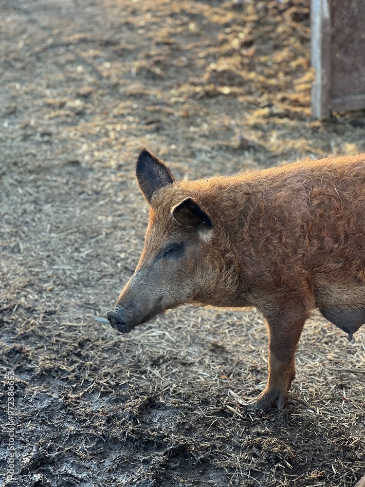 red lactating pig of the Mangalitsa breed with curly hair authentic lifestyle red lactating pig of the Mangalitsa breed with curly hair authentic lifestyle
