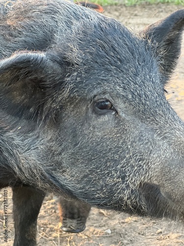 gray wild boar close-up muzzle and sad eyes domestic hairy pig breed Mangalskaya authentic lifestyle photo