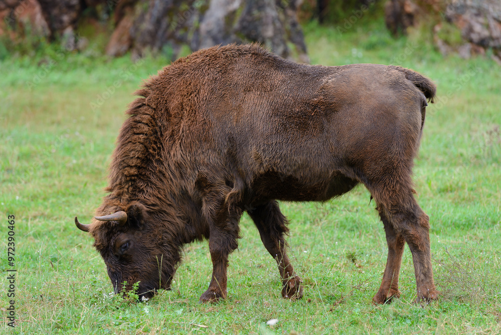 buffalo on green grass, animals in natural environment buffalo on green grass, animals in natural environment