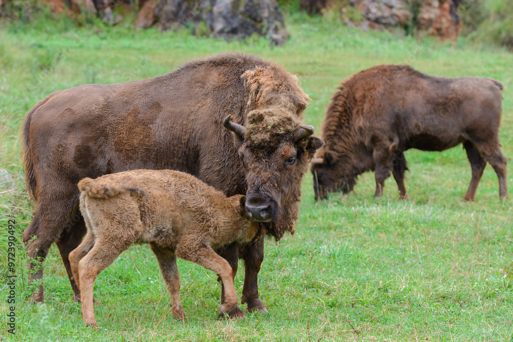Fototapeta premium buffalo on green grass, animals in natural environment