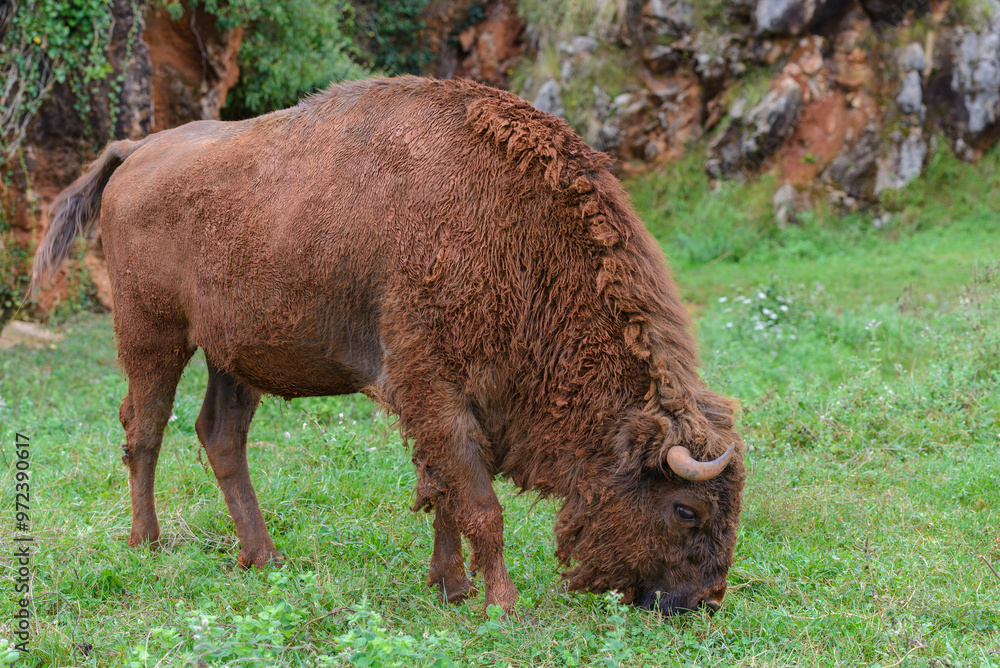 buffalo on green grass, animals in natural environment