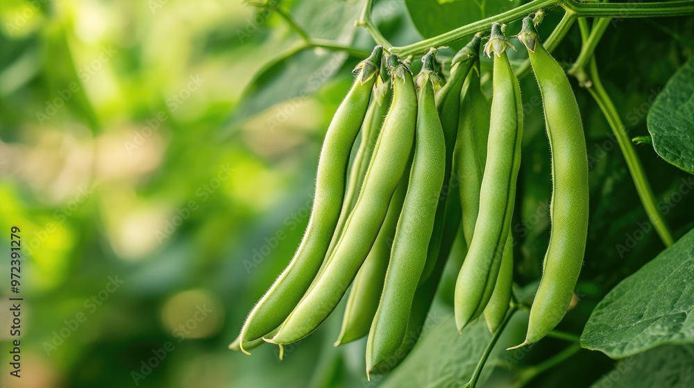 Close-up of a cluster of green beans hanging from their vine, vibrant and healthy, against a backdrop of lush leaves, no logos Close-up of a cluster of green beans hanging from their vine, vibrant and healthy, against a backdrop of lush leaves, no logos
