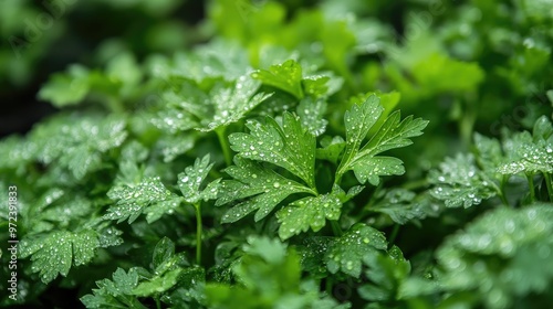 Close-up of aromatic parsley with fresh, dew-covered leaves in a tranquil organic garden setting, no logos