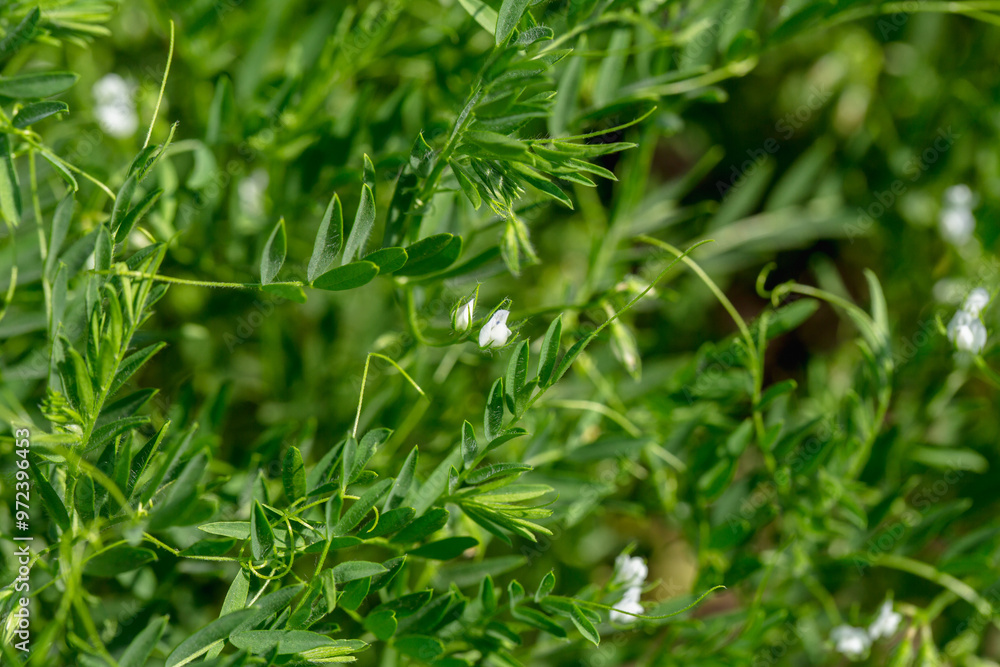 Close-up of lentil plant with white flowers. Lentil field. Detail of flowers and tendrils on a green background Close-up of lentil plant with white flowers. Lentil field. Detail of flowers and tendrils on a green background