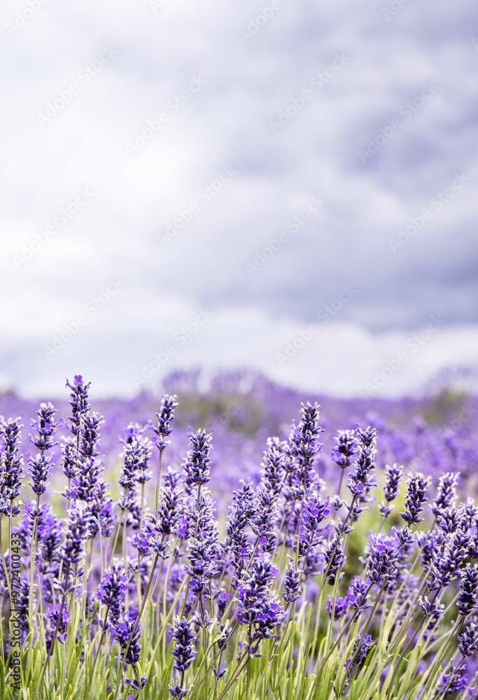 Naklejka premium Lavender field in bloom under cloudy sky