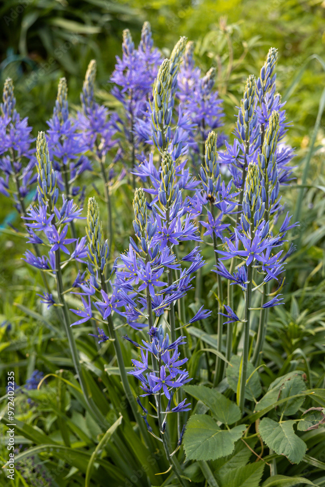 Obraz premium Camassia leichtlinii Caerulea flower in a garden