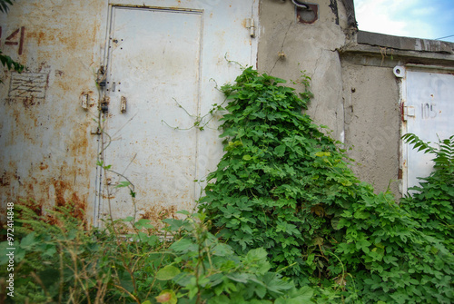 The gate is overgrown with ivy.
An abandoned garage, long unvisited, overgrown with ivy. photo