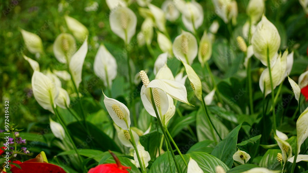 Obraz premium Close-up of Spathiphyllum Wallisii flower blooming