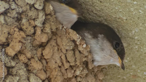 Two  Common House Martin chicks in their nest, waiting for parents, Delichon urbicum