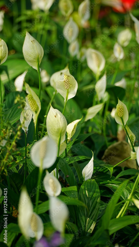 Close-up of Spathiphyllum Wallisii flower blooming Close-up of Spathiphyllum Wallisii flower blooming