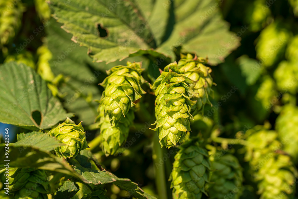 Bavarian Hop cone in close up bottom up view before harvest phase Bavarian Hop cone in close up bottom up view before harvest phase